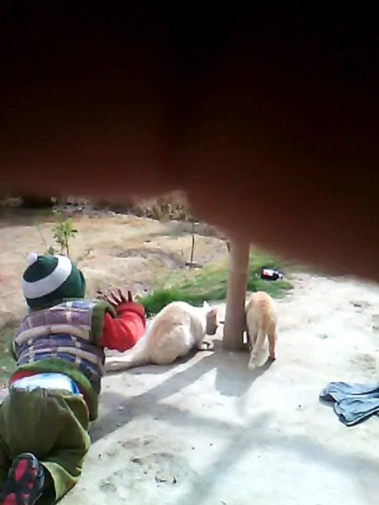 fanyi videos