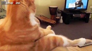 Top 10 Funny Cats Sitting Like Humans Compilation 2015
