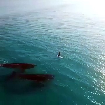 funny clips-amazing clips-latest clips-FUNNY CLIPS best FUNNY CLIPS 2016 FUNNY CLIPS so funny FUNNY CLIPS latest FUNNY C