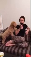 [Entertainment] - Puppies and super cute Action