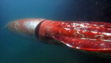 Un calamar géant fait une apparition remarquée dans un port japonais