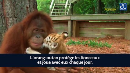 2015 : Une année d'animaux mignons