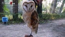 Owl - A Funny Owls And Cute Owls Compilation __ NEW
