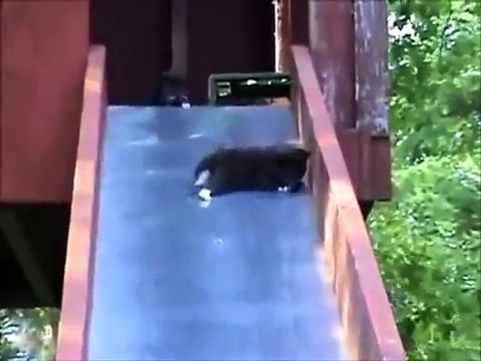 10 Cute And Funny Animals compilation
