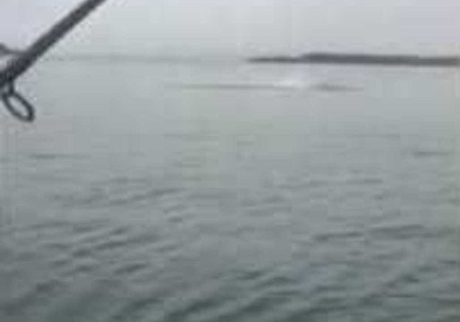 Shark Leaps Out of Water