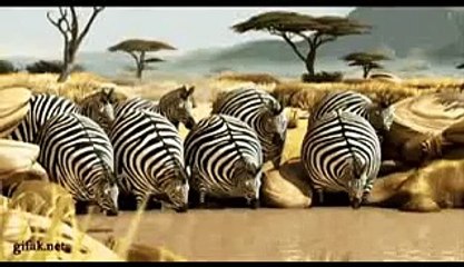 Crazy and Funny Animals Compilation