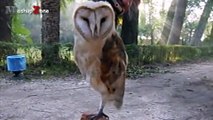 Owl - A Funny Owls And Cute Owls Compilation __ NEW