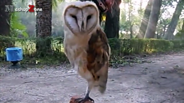 Owl - A Funny Owls And Cute Owls Compilation __ NEW