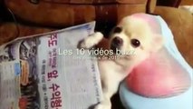 Les 10 vidéos buzz des animaux de 2015