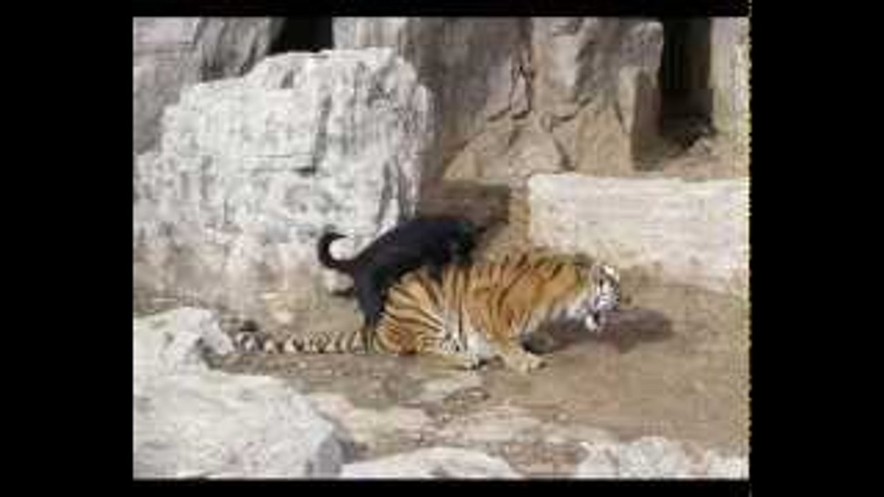 Funny Fails - Funny Video Clips 2022-2023 - TRY NOT TO LAUGH - Best Jokes !!!