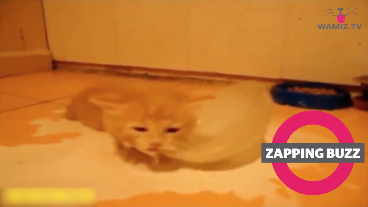 ZAPPINGBUZZ BEST OF #15 WAMIZ TV