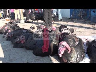 Report TV - Viti i Ri, rrugët e Elbasanit të mbushura me gjela deti për shitje