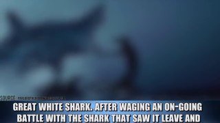 Unbelievable Shark Attack Stories