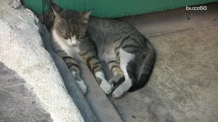 If you smoke, you could be killing your pet