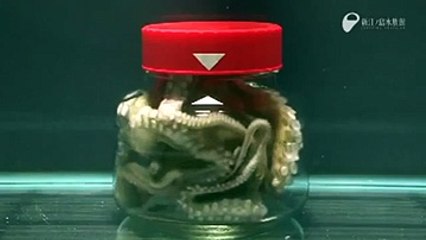 Ahtapotun Zekasına Hayran Kalacaksınız