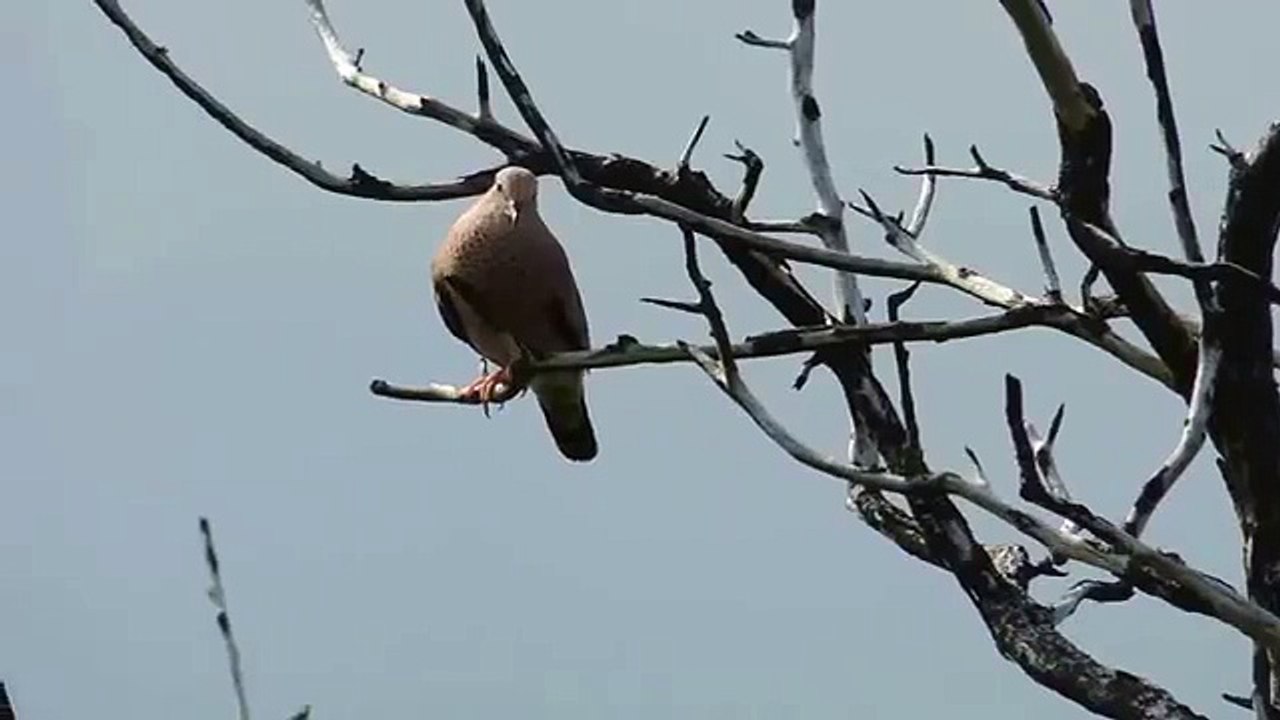 Dove on Tree