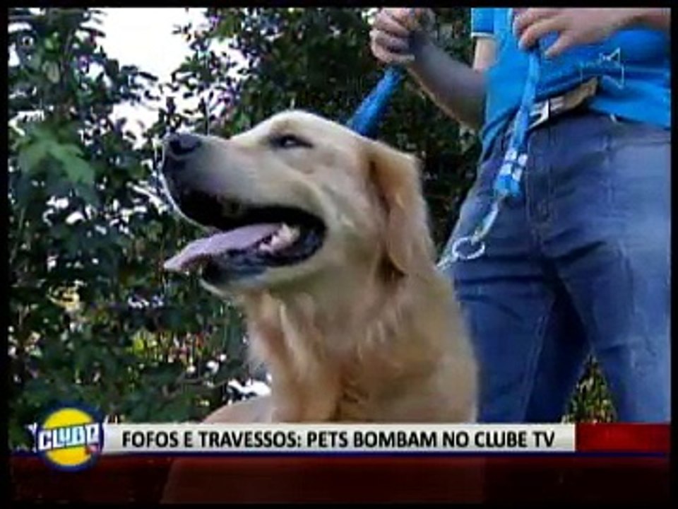 FOFOS E TRAVESSOS: PETS BOMBAM NO CLUBE TV