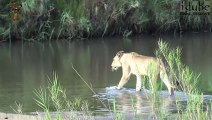 Daughters Of The Mapogo Lions - Rebuilding The Othawa Pride - 78  Last Sighting Of The Sub Female