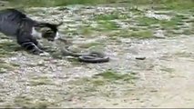Animal Fight: Cat vs Snake. This is what goes on in this planet, big and small cats, anima
