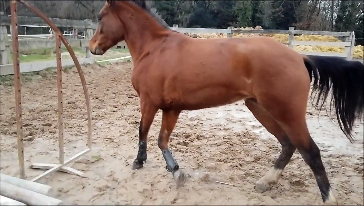 Bahika Candy en liberté