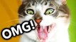 OMG! Cats on Youtube / Funny Cats - New Funny Cats Video - Funny Animals - Funny Videos
