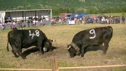 La R'biolle combat des Reines