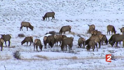 La photographie animalière au Colorado