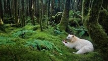 [Nat Geo Wild] The Great Bear Rainforest (Nature Documentary)