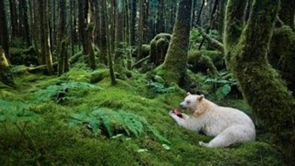 [Nat Geo Wild] The Great Bear Rainforest (Nature Documentary)