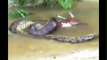 The best of 2016 LARGEST SNAKE IN THE WORLD ATTACKING A COW - GIANT ANACONDA ATTACKS COW