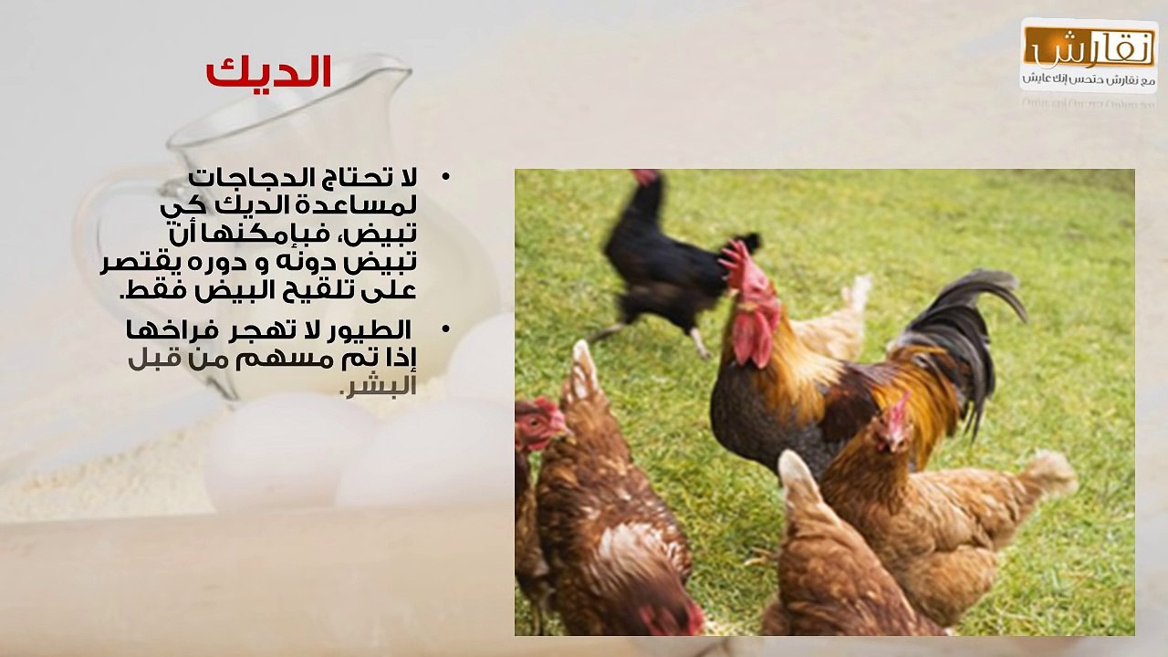 غرائب وعجائب المعلومات