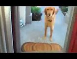 The best of 2016 Dog cant See Invisible Door - Köpeğin Görünmez Kapı ile İmtihanı -