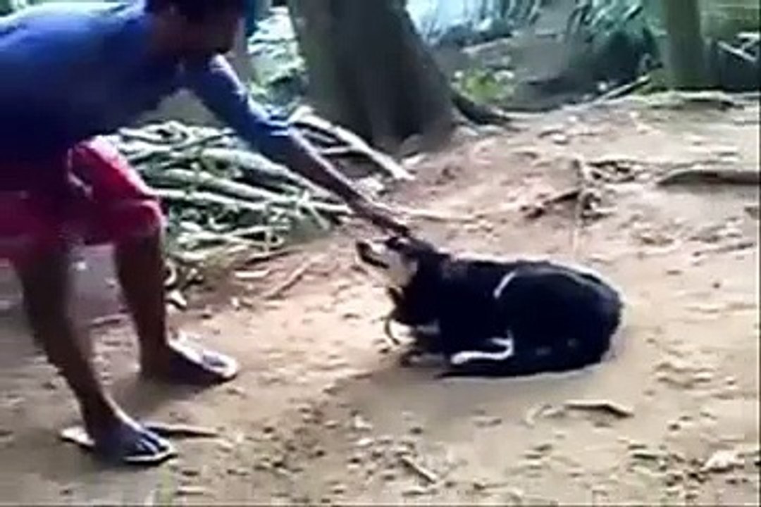 The best of 2016 FUNNY VIDEOS INDIA - FUNNY INDIAN WHATSAPP VIDEOS - EPIC FAIL