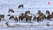 Sur les traces des animaux sauvages du Colorado