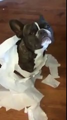 Французского бульдога подставил лучший друг