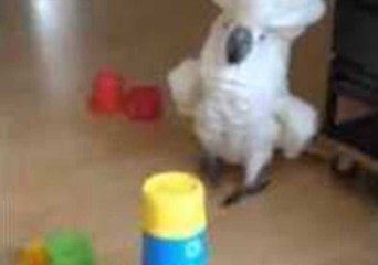 Harley the Cockatoo Makes a Dramatic Entrance