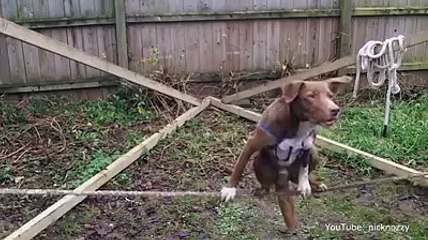 Cane Equilibrista !!!