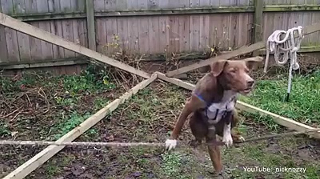 Cane Equilibrista !!!