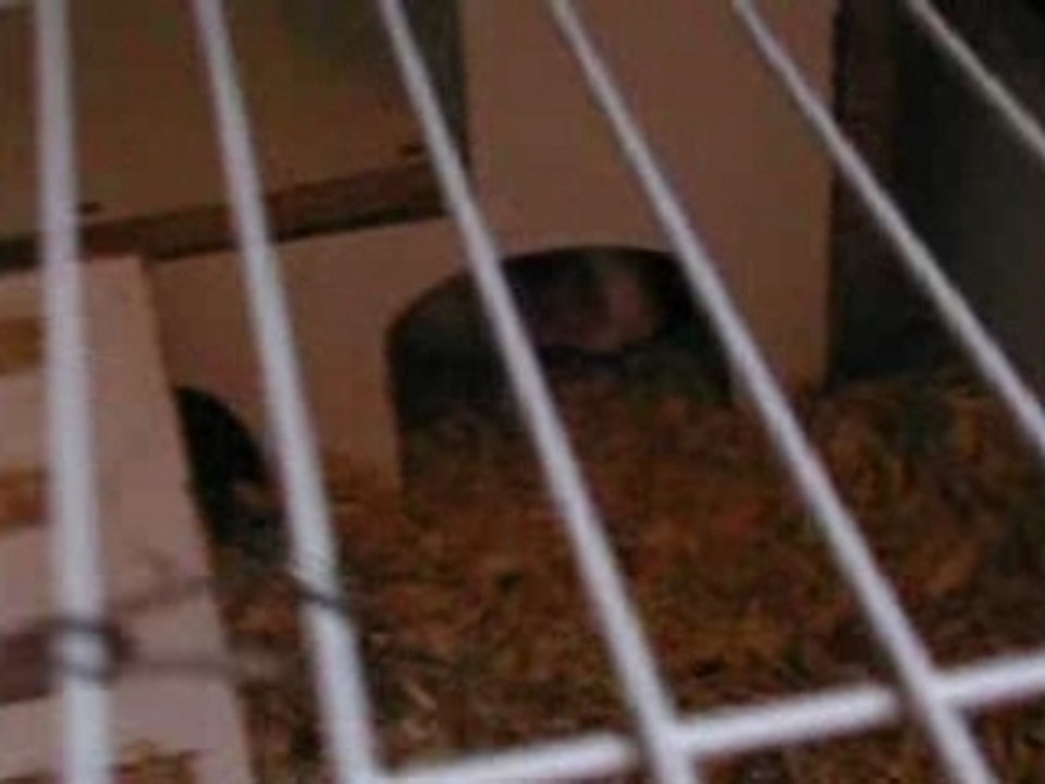 Boss et Bunny - 1 an, 2 m et 15 j (1)