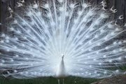 Amazing White Peacock Dance with the perfect dance song!