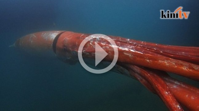 Misteri... sotong gergasi terapung di Jepun