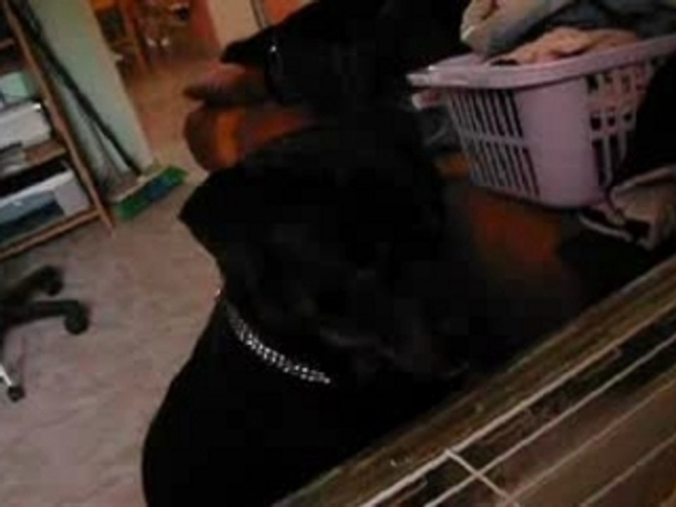 Boss et Bunny - 1 an, 2 m et 15 j (3)