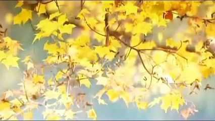 Beautiful Chinese Music【24】Traditional【Late Autumn】