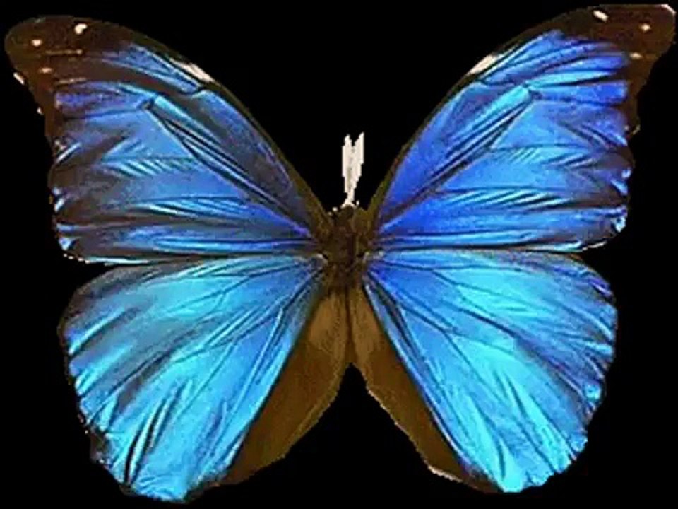 Kuşlar ve Kelebekler Sevimli çocuk şarkısı