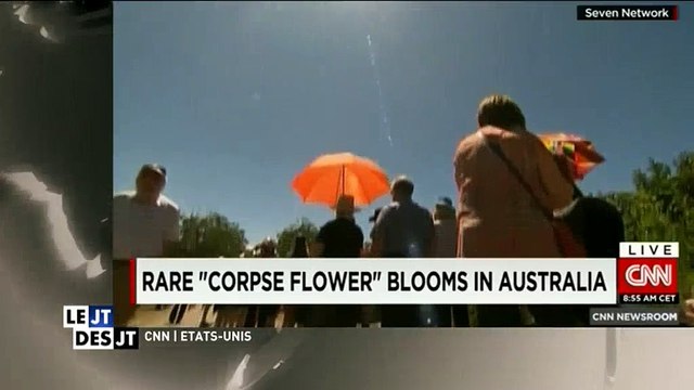 Une fleur fait déplacer des foules en Australie, mais pourquoi ? Regardez