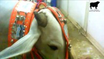 Sibbi Bull of Javed Nihari - Eid ul Azha 2015 (Part 2)