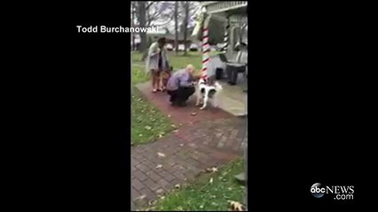 Pennsylvania Man Takes Dying Dog on Bucket List Adventure Video - ABC News