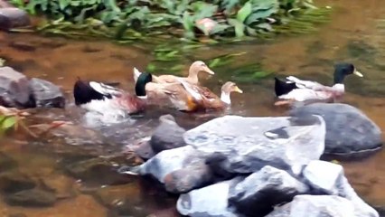 India - Natural Beauty of Kerala