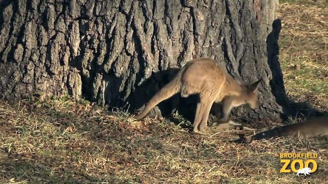 Baby Kangaroos Thinking Outside the Pouch