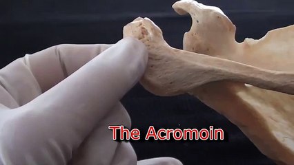 Human Anatomy Video- Scapula - YouTube